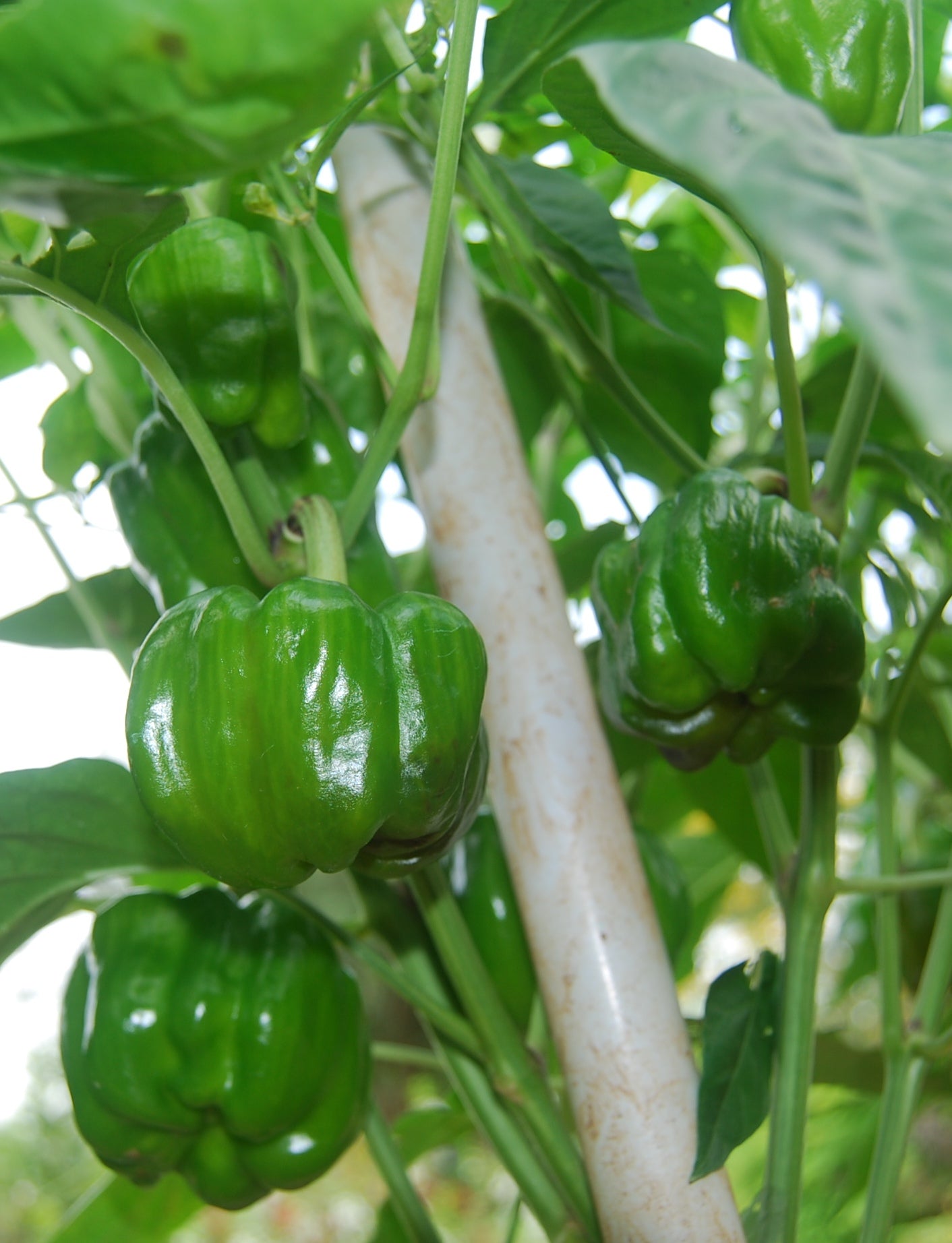 SARPAN CAPSICUM HYBRID TX-9 (SEEDS) product  Image