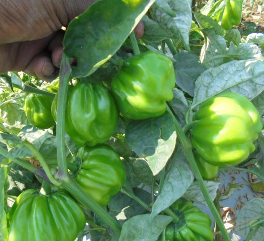 SARPAN CAPSICUM HYBRID TX-9 (SEEDS) product  Image