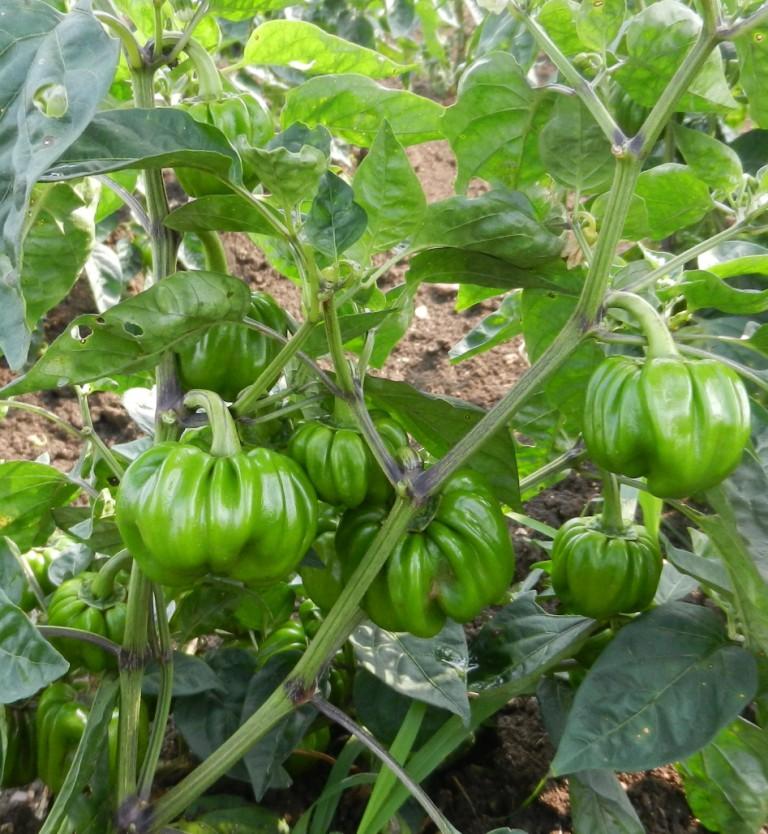 SARPAN CAPSICUM HYBRID TX-9 (SEEDS) product  Image 4