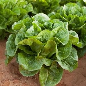 TIBERIUS RZ (41-27) COX LETTUCE product  Image 2