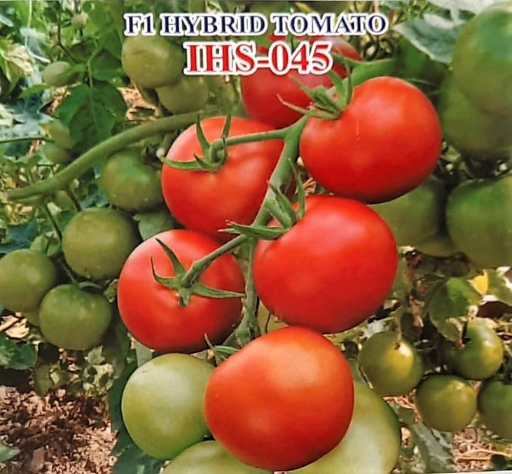 Iris Tomato Ihs 045 Seeds | BigHaat