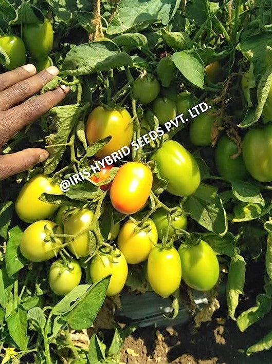 IRIS HYBRID VEGETABLE SEEDS F1 HYBRID TOMATO KESAR IMPROVED product  Image 2