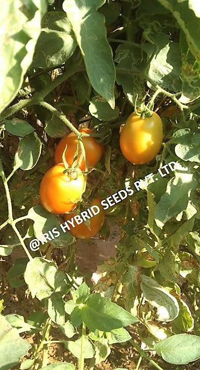 IRIS HYBRID VEGETABLE SEEDS F1 HYBRID TOMATO KESAR IMPROVED product  Image 4