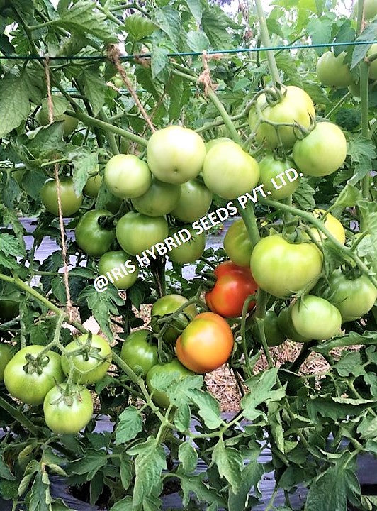 IRIS HYBRID VEGETABLE SEEDS F1 HYBRID TOMATO KESHAV 27 product  Image 4