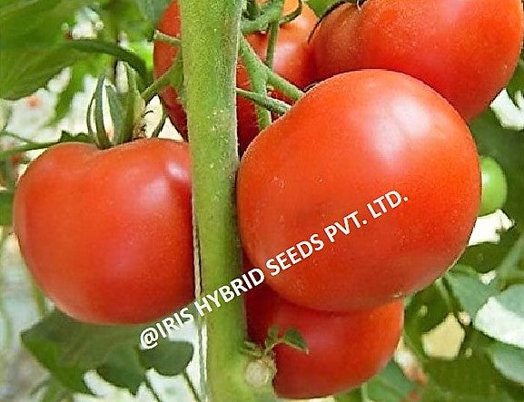 IRIS HYBRID VEGETABLE SEEDS F1 HYBRID TOMATO NANCY product  Image 5