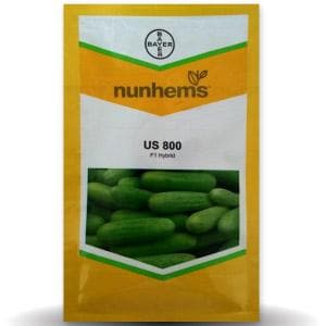 US 800 CUCUMBER product  Image 1