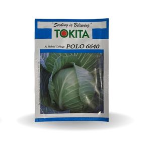 POLO 6640 F1 HYBRID CABBAGE product  Image 1