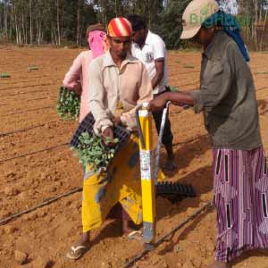 TAPAS VEGETABLE SEEDLINGS TRANSPLANTER (MANUAL) product  Image 4