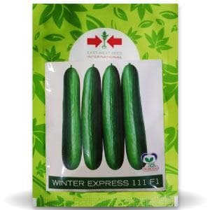 WINTER EXPRESS CUCUMBER product  Image 1