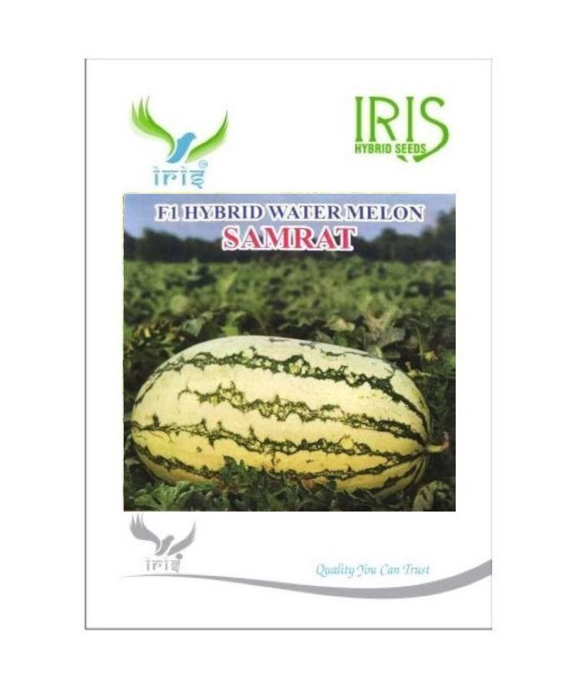 IRIS HYBRID FRUIT SEEDS WATERMELON SAMRAT - ICE BOX SEGMENT SEED product  Image 2