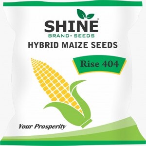 SHINE HYBRID MAIZE SEEDS RISE-404 SEEDS product  Image 2