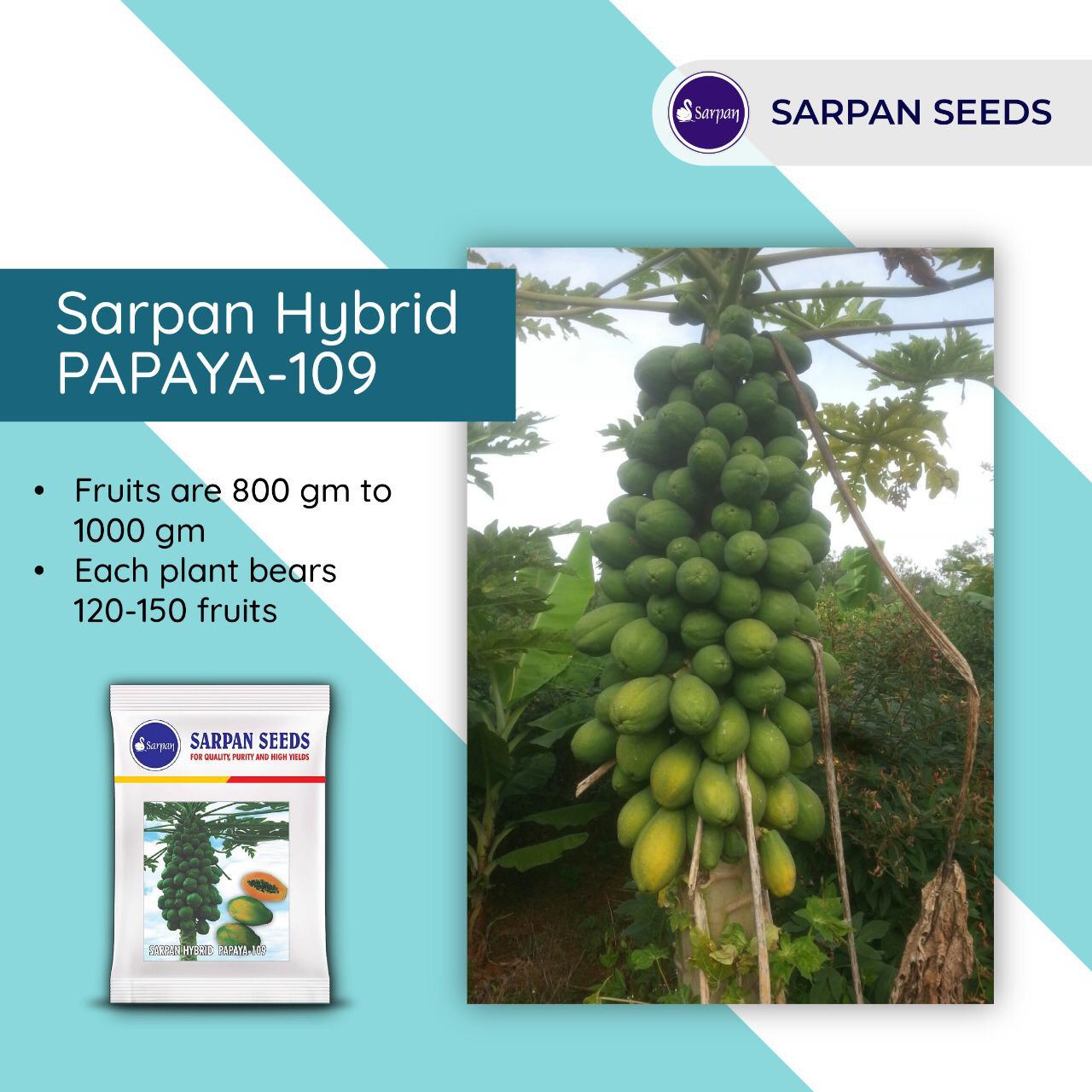 SARPAN HYBRID PAPAYA SOLO-109 (SEEDS) product  Image 2