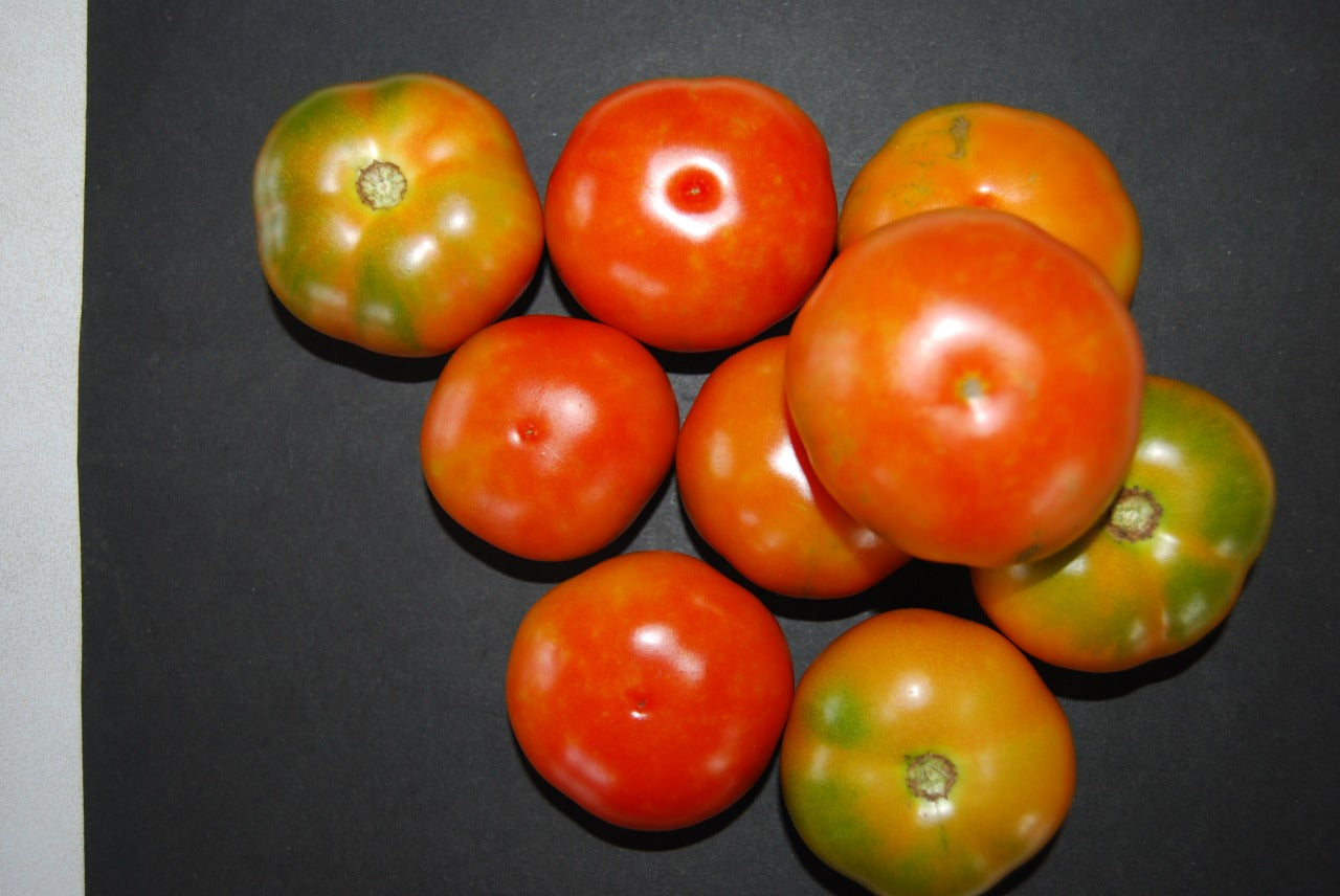 SARPAN TOMATO F1 - STH - 520 product  Image 2