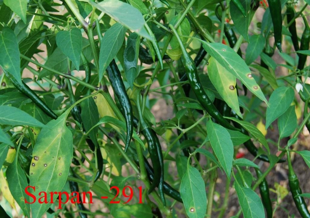 SARPAN CHILLI SEEDS F1 291 product  Image 4