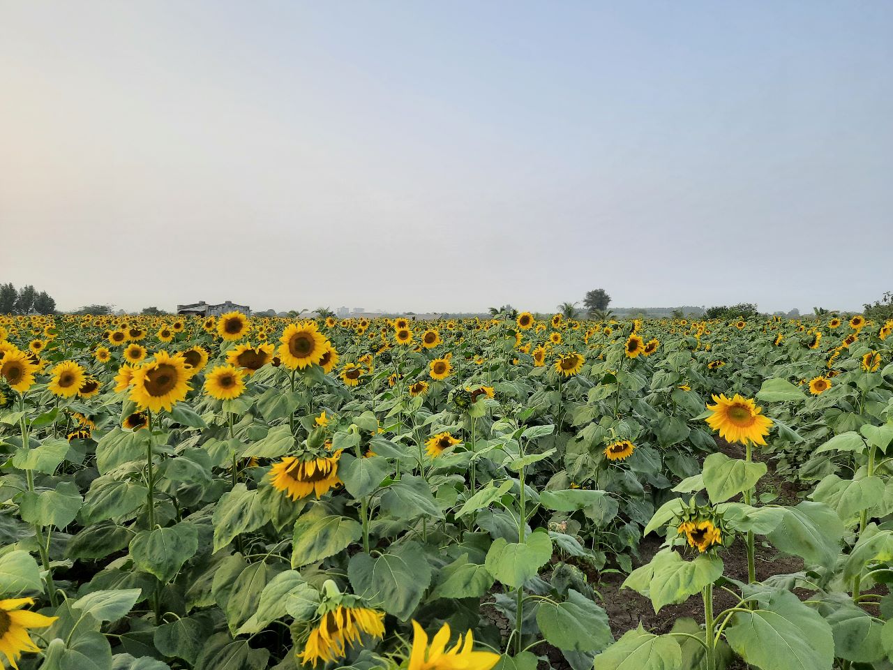 FARMSON SUNFLOWER VARIETY (FB-BHASKAR) SEEDS product  Image 3