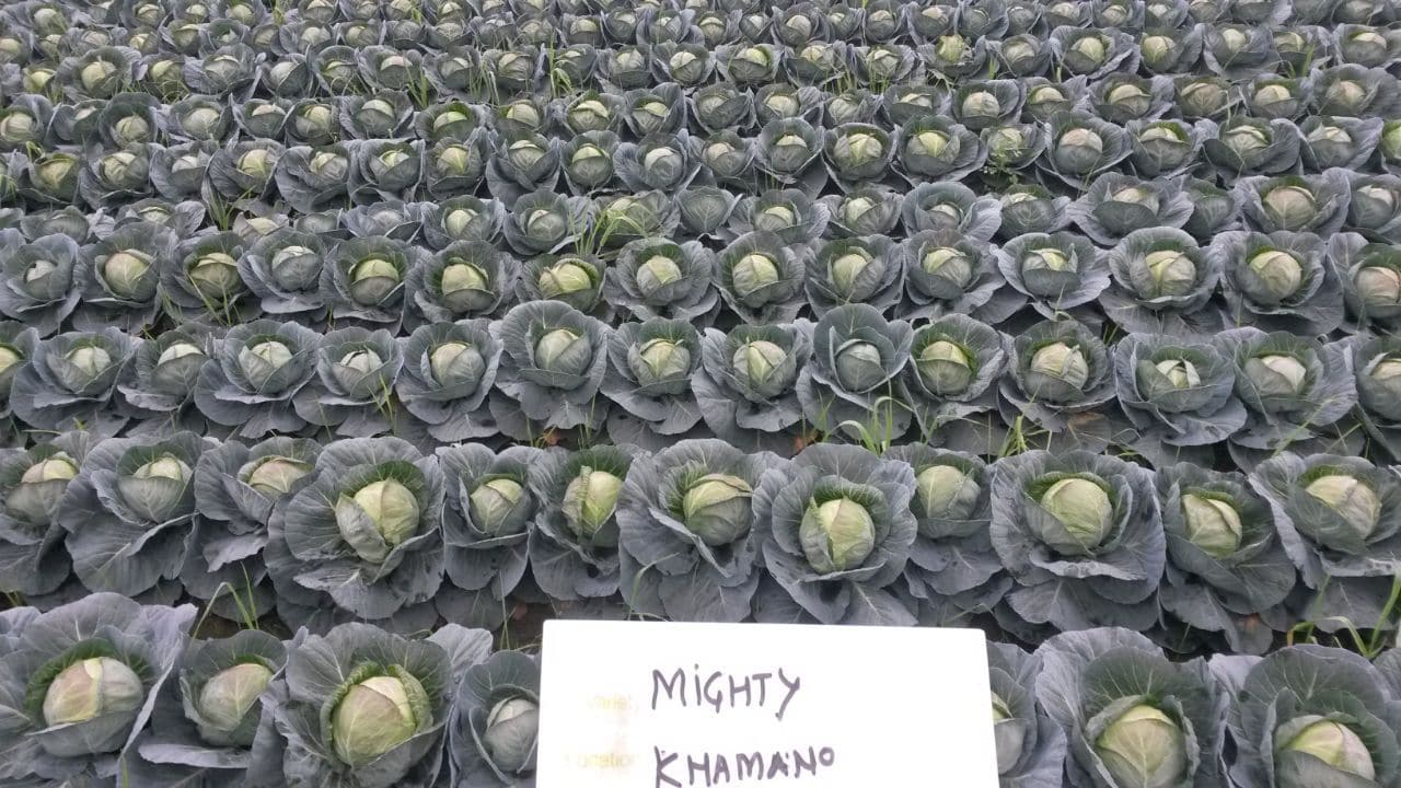 MIGHTY CABBAGE F1 product  Image