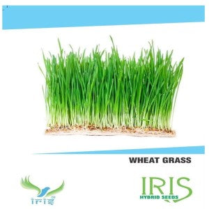 IRIS HYBRID HERB SEEDS WHEAT GRASS product  Image 1