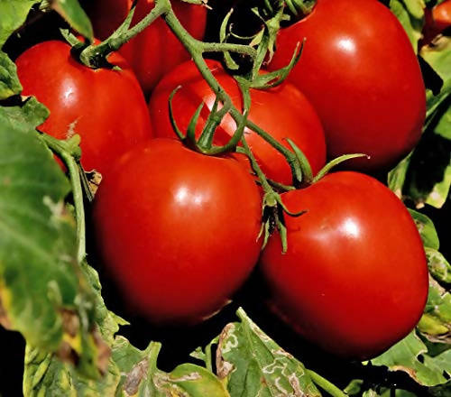 INDUS TOMATO 70 F1 HYBRID SEEDS product  Image 4