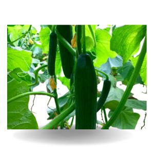 BAZELET HYBRID CUCUMBER product  Image 1