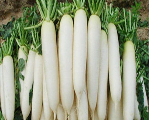 IRIS HYBRID OP VEGETABLE SEEDS RADISH product  Image 3