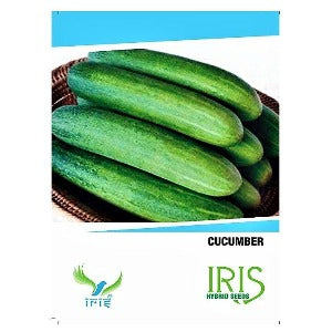 IRIS HYBRID CUCUMBER SEEDS VEGETABLE product  Image 1