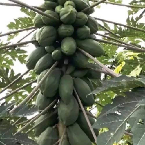 INDUS PAPAYA RED SUN DWARF F1 HYBRID SEEDS product  Image 4