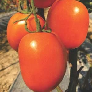 ARYAMAN TOMATO SEEDS (आर्यमन टमाटर ) product  Image 2