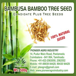 PIONEER AGRO BAMBUSA BAMBOO (MOONGIL) TREE SEED product  Image 2