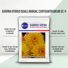 SARPAN HYBRID CHRYSANTHEMUM (BIJALI YELLOW) SEEDS product  Image 2