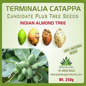 PIONEER AGRO TERMINALIA CATAPPA (INDIAN ALMOND TREE SEED) product  Image 2