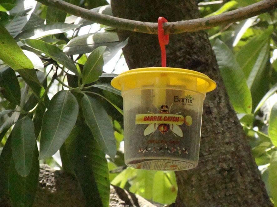 BARRIX CATCH FRUIT FLY LURE + TRAP product  Image 3