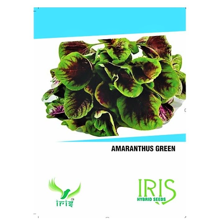 IRIS HYBRID OP AMARANTHUS GREEN VEGETABLE SEEDS product  Image 2