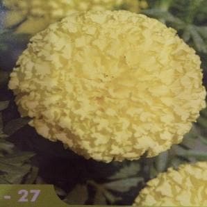 INDUS 27 MARIGOLD (गेंदा ) product  Image 3