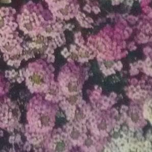 ALYSSUM ORNAMENTAL FLOWER product  Image 2