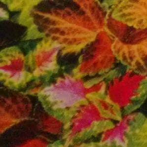 COLEUS product  Image 2