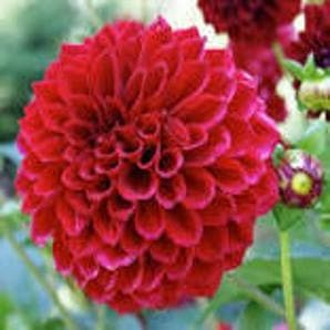 DAHLIA FLOWERS product  Image 3