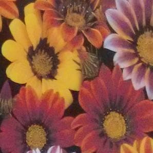 GAZANIA product  Image 3