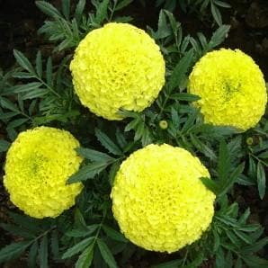 MAJESTIC YELLOW MARIGOLD product  Image