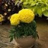 SAKATA F1 HYBRID YELLOW (307) MARIGOLD SEEDS product  Image 2