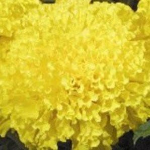 YELLOW MAX 2 MARIGOLD product  Image 1