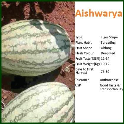 AISHWARYA WATERMELON ( ऐश्वर्या तरबूज ) - SEEDS product  Image 2