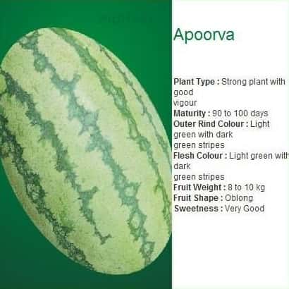 APOORVA WATERMELON ( अपूर्वा तरबूज ) product  Image