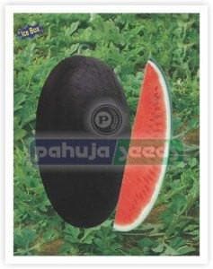 ARUN 0035 WATERMELON ( अरूण तरबूज ) product  Image