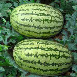 GULFAM WATERMELON product  Image 2