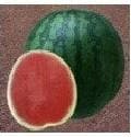 NS 252 WATERMELON product  Image 2