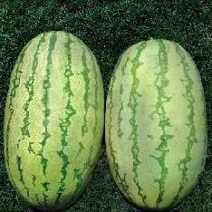 NS 295 F1 HYBRID WATERMELON SEEDS, RIND TYPE LIGHT GREEN RIND WITH DARK GREEN STRIPES product  Image