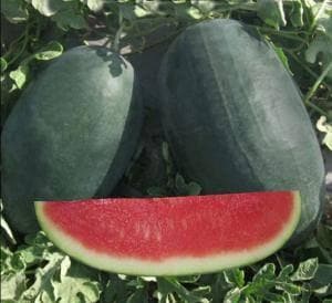 NS 34 WATERMELON SEEDS product  Image 2