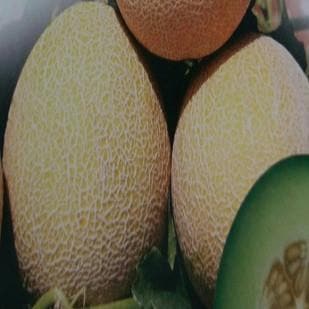 NS 911 (GH 11) MUSKMELON product  Image 2