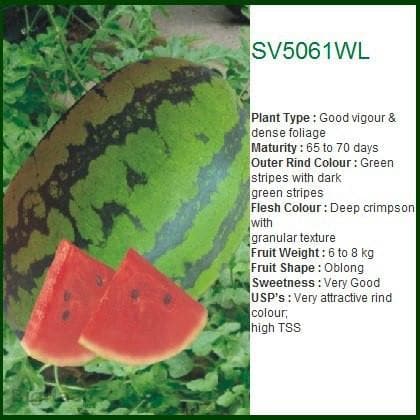 SV5061WL WATER MELON product  Image 2