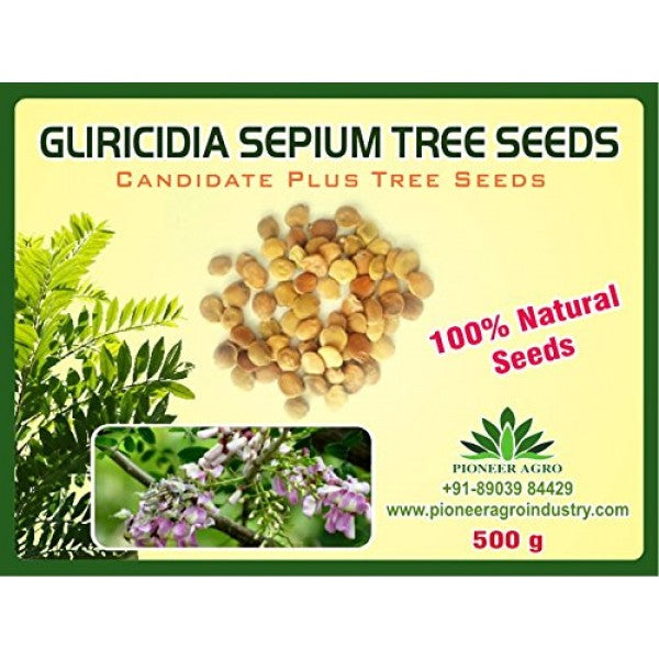 GLIRICIDIA SEPIUM TREE SEEDS product  Image 3